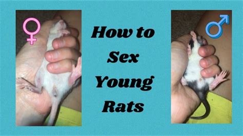 rat.xxx|Porn Categories and List of Sex Videos on RAT XXX.